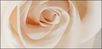 Material de primeros plano de rosas blancas de vectores