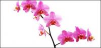 Орхидея белое изображение материала-7