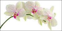 Orquídeas blancas imagen material-4