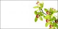 Orquídeas blancas imagen material-1