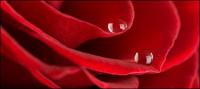 Большая фотография крупного плана материала -5 красных роз