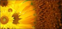 Sunflower ภาพพื้นหลังของวัสดุ-3