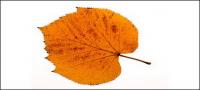 Снимки на есенни листа материал