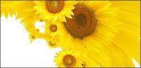 Sunflower ภาพพื้นหลังของวัสดุ-12