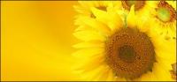 Sunflower ภาพพื้นหลังของวัสดุ-10