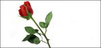 Красная роза картина материал