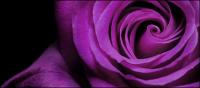 الورود الأرجوانية الصورة عن قرب المواد
