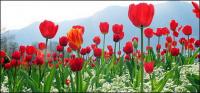 Matériau de photo de tulipes Cong