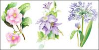 7 のエレガントな水彩花ベクトル材料