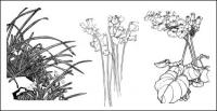Ciruela, camelia, cymbidium, narcisos de niño, magnolia, albaricoque