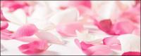 Imagem de rosas Rosa de pétala de rosa branca