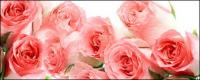 画像素材のピンクのバラの花束
