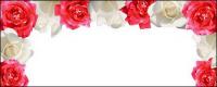 Красная роза белая Роза картинке материал