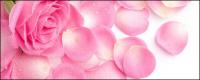 Pétalos de Rosas rosadas de la imagen material