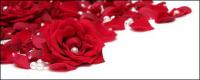 Pearl rote Rosenblüten