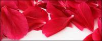Червена роза венчелистчета дантела
