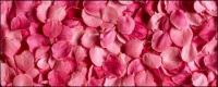ピンクのバラの花びらの背景画像素材
