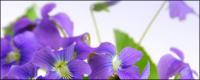 Material de imagen elegante flores púrpuras.