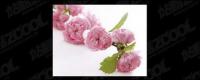 Qualidade de imagem da flor rosa material-2