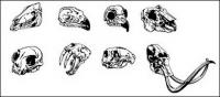 Vaya Media producida material de vectores - cráneo animal