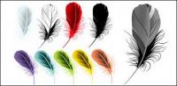 Векторный материал прекрасно цветные перья