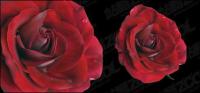 Ярко Червени рози вектор материал