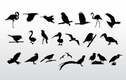 colección de aves