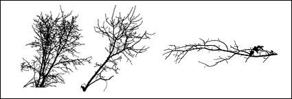 cabang-cabang yang layu dari bahan