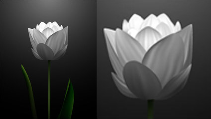 Tulipanes blancos de vectores de material -2 