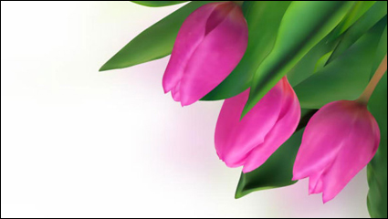 Tulipanes brillantes 04--vector material 