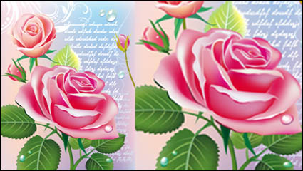 Hermosas rosas 03 - vector  