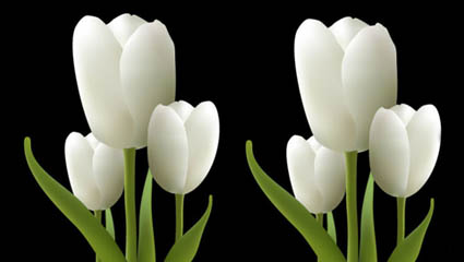 Vector de tulipanes blancos 
