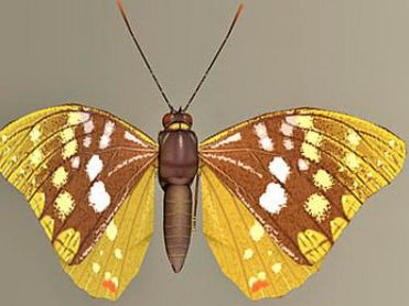 Beautiful model beautiful butterfly