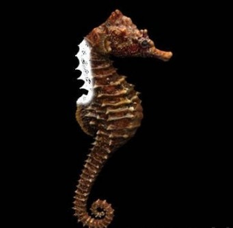 Hippocampus model (including texturing)