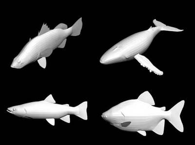 63 kinds of fish 3D model (with map)