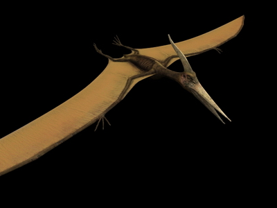 Animal Model: Pteranodon Dinosaur 3dS Max Model