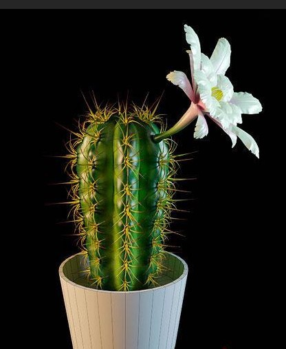 The potted plants - White Flower Cactus