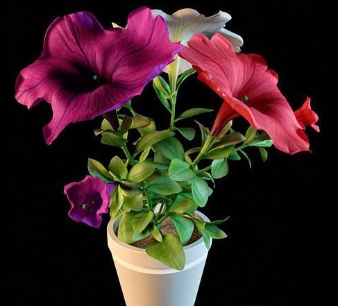 The potted plants - colorful flowers