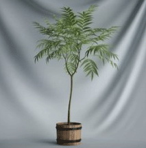 Bonsai Plants Series - Tree 3D model (including materials)