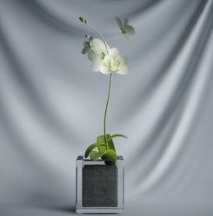 Plant Bonsai Series - green flowers 3D model (including materials)