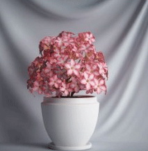 Plant Bonsai Series - safflower 3D model (including materials)