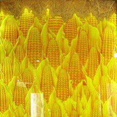 Golden corns glass painting texture