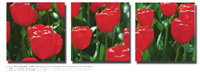 Red tulips picture