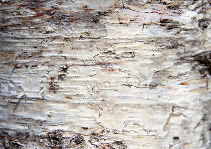 bark material