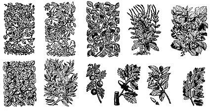 Векторни растителни съществени елементи на черно-бяло