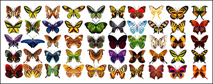 Векторни материални изящни пеперуда