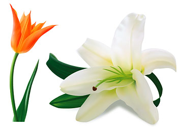 Tulip dan bunga lili vektor bahan