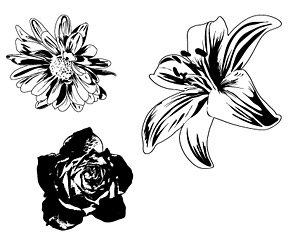 ดอกไม้สีดำและขาว
