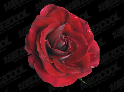素材の鮮やかな赤いバラをベクトルします。