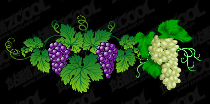 Material de uva exquisito de vectores